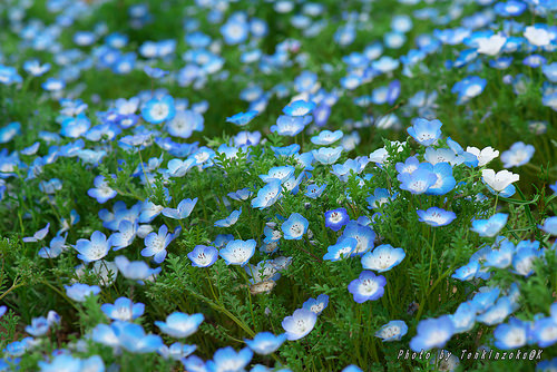 19昭和記念公園(17.4.15) 661 by BJTENKINZOKU 昭和記念公園 photo