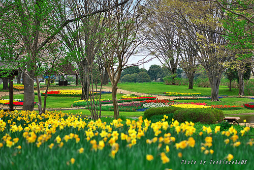 2昭和記念公園(17.4.15) 017 by BJTENKINZOKU 昭和記念公園 photo